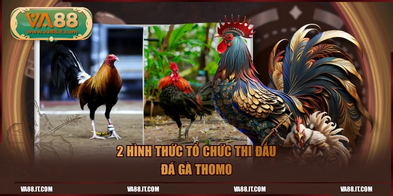 2 hình thức tổ chức thi đấu đá gà Thomo
