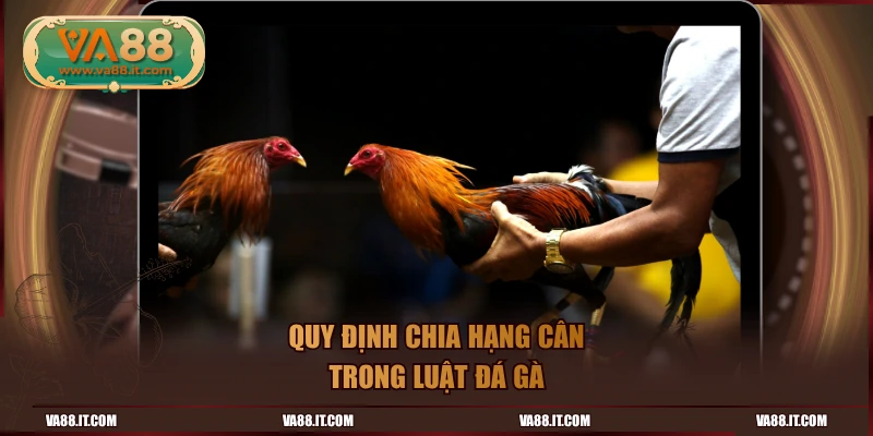 Quy định chia hạng cân trong luật đá gà