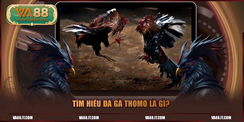 Tìm hiểu đá gà Thomo là gì? 